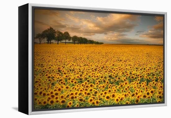 Sunflowers-Piotr Krol-Framed Premier Image Canvas