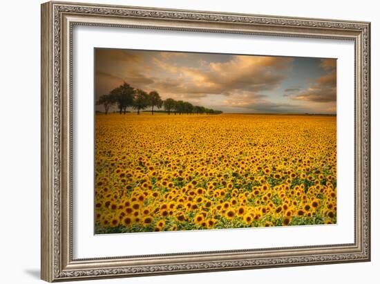 Sunflowers-Piotr Krol-Framed Photographic Print