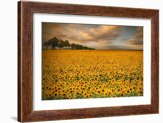 Sunflowers-Piotr Krol-Framed Photographic Print