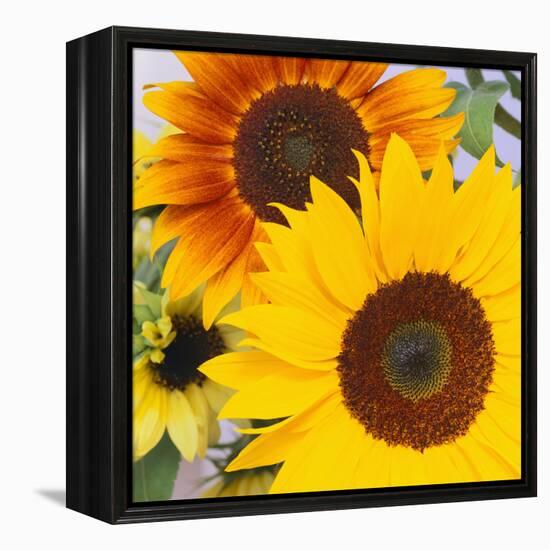 Sunflowers-DLILLC-Framed Premier Image Canvas