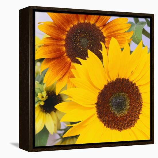 Sunflowers-DLILLC-Framed Premier Image Canvas