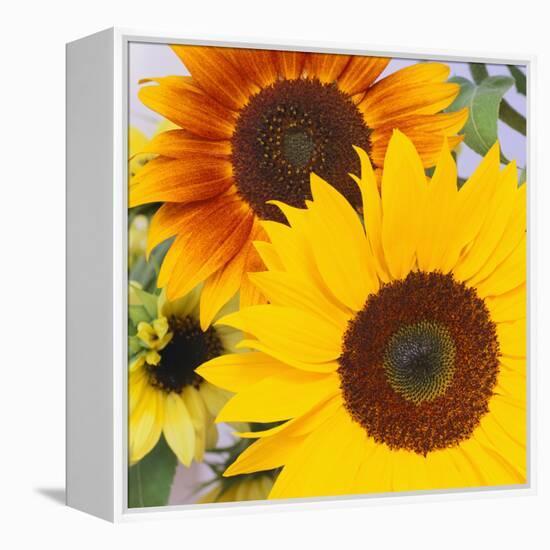Sunflowers-DLILLC-Framed Premier Image Canvas