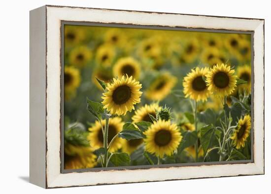 Sunflowers-Ralph Richter-Framed Premier Image Canvas