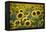 Sunflowers-Ralph Richter-Framed Premier Image Canvas