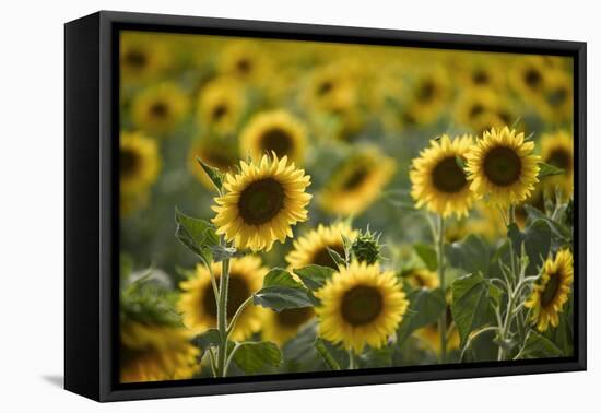 Sunflowers-Ralph Richter-Framed Premier Image Canvas