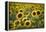 Sunflowers-Ralph Richter-Framed Premier Image Canvas