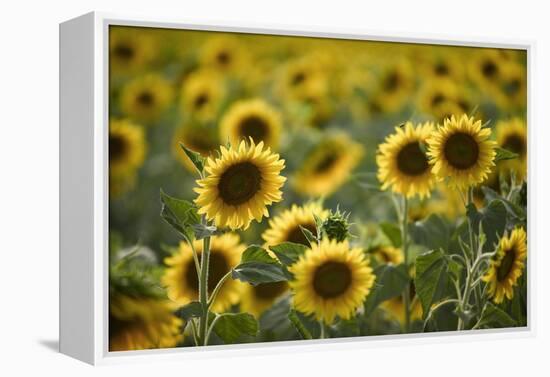 Sunflowers-Ralph Richter-Framed Premier Image Canvas