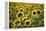 Sunflowers-Ralph Richter-Framed Premier Image Canvas