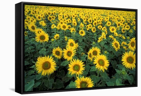 Sunflowers-Dr. Keith Wheeler-Framed Premier Image Canvas