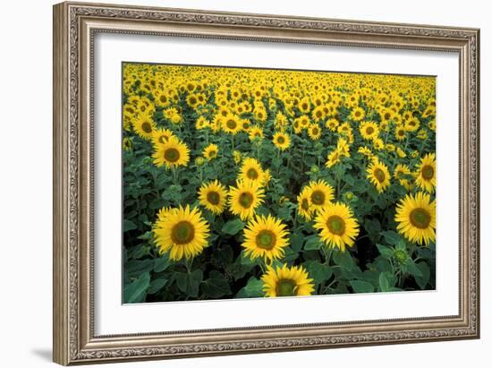 Sunflowers-Dr. Keith Wheeler-Framed Photographic Print