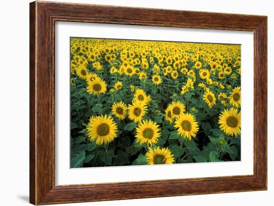 Sunflowers-Dr. Keith Wheeler-Framed Photographic Print