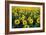 Sunflowers-Dr. Keith Wheeler-Framed Photographic Print