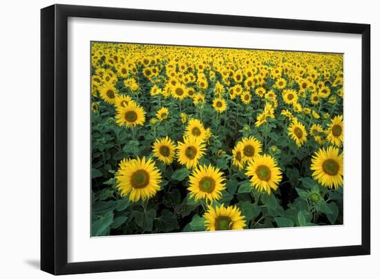 Sunflowers-Dr. Keith Wheeler-Framed Photographic Print