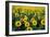 Sunflowers-Dr. Keith Wheeler-Framed Photographic Print