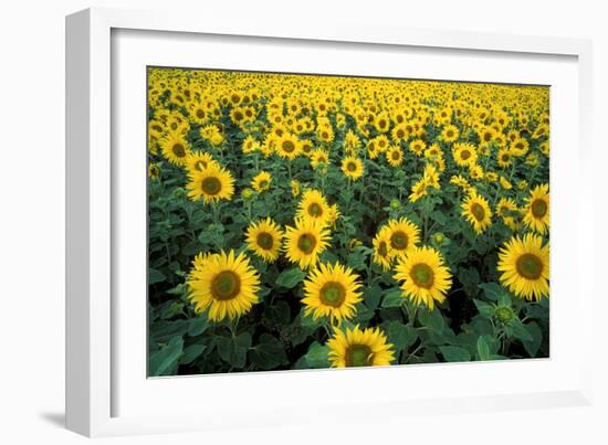 Sunflowers-Dr. Keith Wheeler-Framed Photographic Print