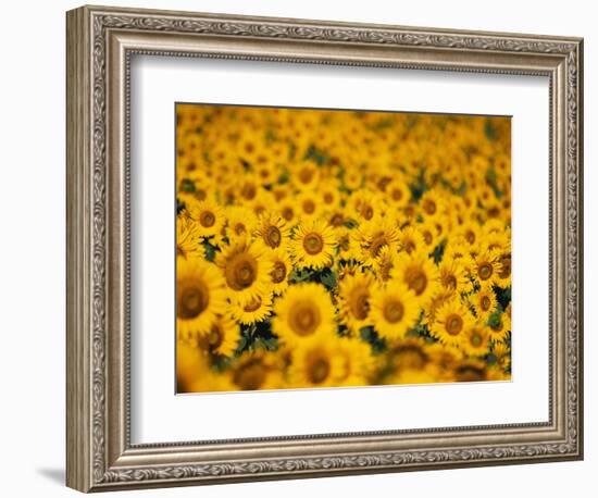 Sunflowers-Darrell Gulin-Framed Photographic Print