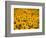 Sunflowers-Darrell Gulin-Framed Photographic Print