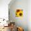 Sunflowers-DLILLC-Photographic Print displayed on a wall