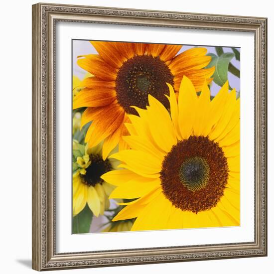 Sunflowers-DLILLC-Framed Photographic Print