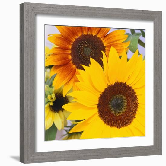 Sunflowers-DLILLC-Framed Photographic Print