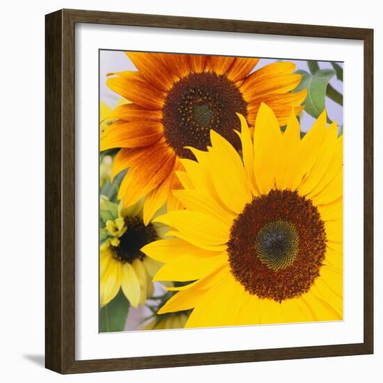 Sunflowers-DLILLC-Framed Photographic Print