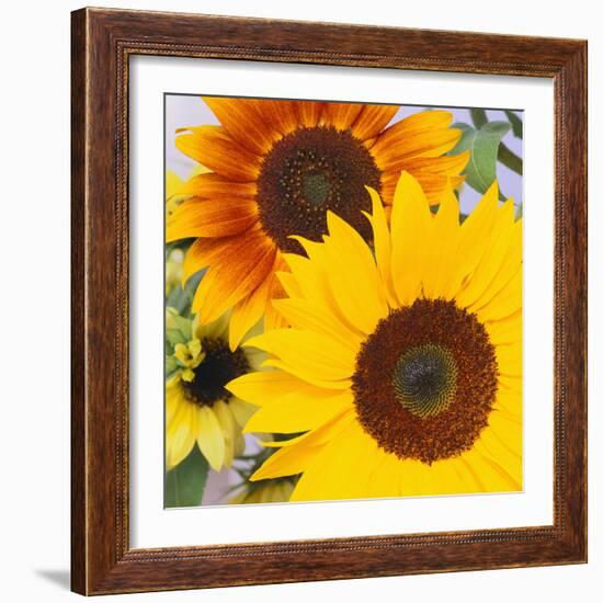 Sunflowers-DLILLC-Framed Photographic Print