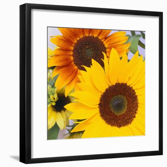 Sunflowers-DLILLC-Framed Photographic Print