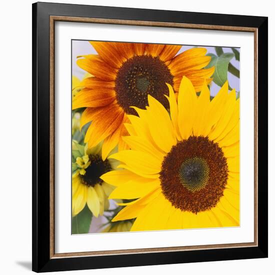 Sunflowers-DLILLC-Framed Photographic Print