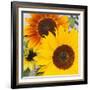 Sunflowers-DLILLC-Framed Photographic Print