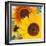 Sunflowers-DLILLC-Framed Photographic Print