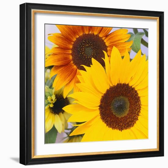 Sunflowers-DLILLC-Framed Photographic Print