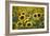 Sunflowers-Ralph Richter-Framed Photographic Print