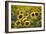 Sunflowers-Ralph Richter-Framed Photographic Print