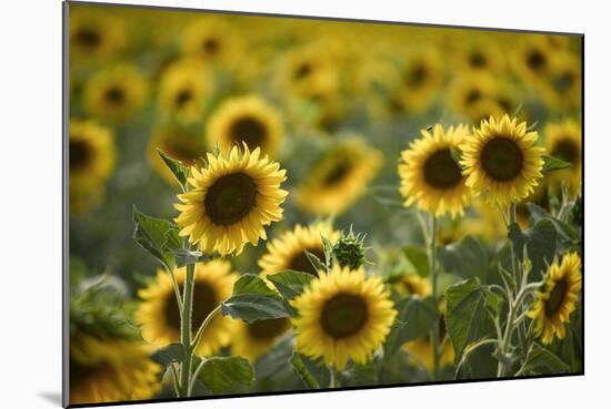 Sunflowers-Ralph Richter-Mounted Photographic Print