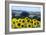 Sunflowers-Toula Mavridou-Messer-Framed Photographic Print