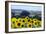 Sunflowers-Toula Mavridou-Messer-Framed Photographic Print