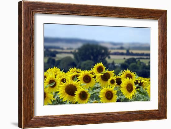 Sunflowers-Toula Mavridou-Messer-Framed Photographic Print