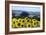 Sunflowers-Toula Mavridou-Messer-Framed Photographic Print