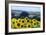 Sunflowers-Toula Mavridou-Messer-Framed Photographic Print