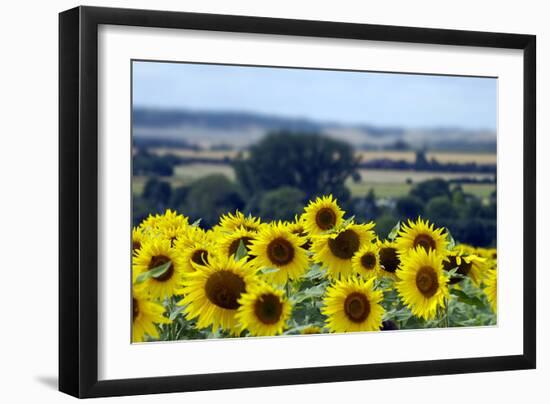 Sunflowers-Toula Mavridou-Messer-Framed Photographic Print