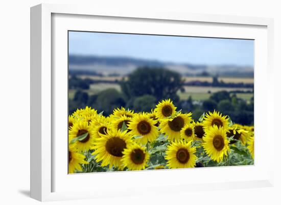 Sunflowers-Toula Mavridou-Messer-Framed Photographic Print