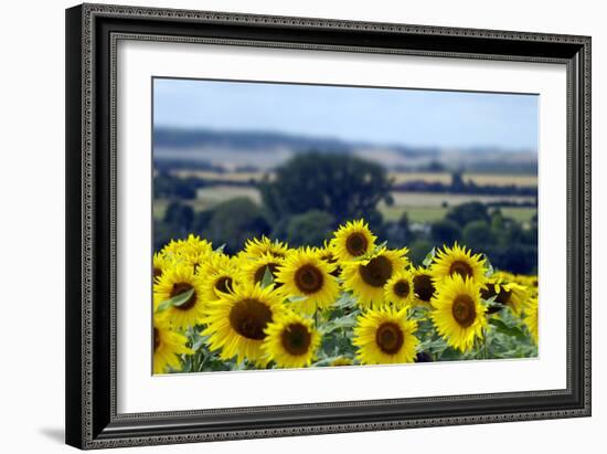 Sunflowers-Toula Mavridou-Messer-Framed Photographic Print