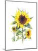 Sunflowers-Gwendolyn Babbitt-Mounted Art Print