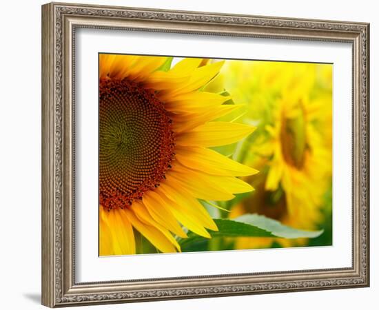 Sunflowers-SJ Travel Photo and Video-Framed Photographic Print