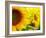 Sunflowers-SJ Travel Photo and Video-Framed Photographic Print