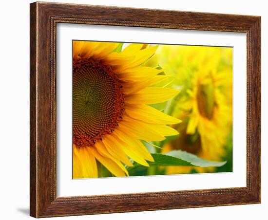 Sunflowers-SJ Travel Photo and Video-Framed Photographic Print