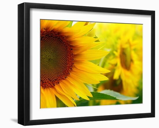 Sunflowers-SJ Travel Photo and Video-Framed Photographic Print