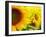 Sunflowers-SJ Travel Photo and Video-Framed Photographic Print