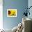 Sunflowers-SJ Travel Photo and Video-Framed Photographic Print displayed on a wall
