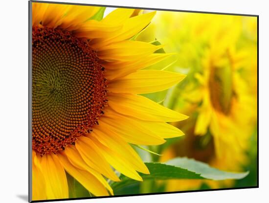 Sunflowers-SJ Travel Photo and Video-Mounted Photographic Print